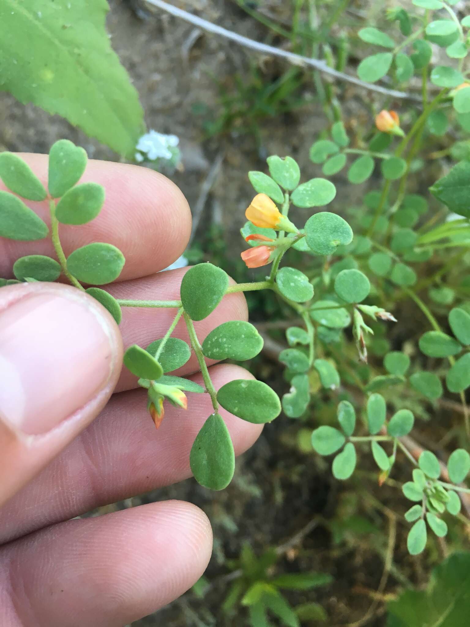 Image of coastal bird's-foot trefoil