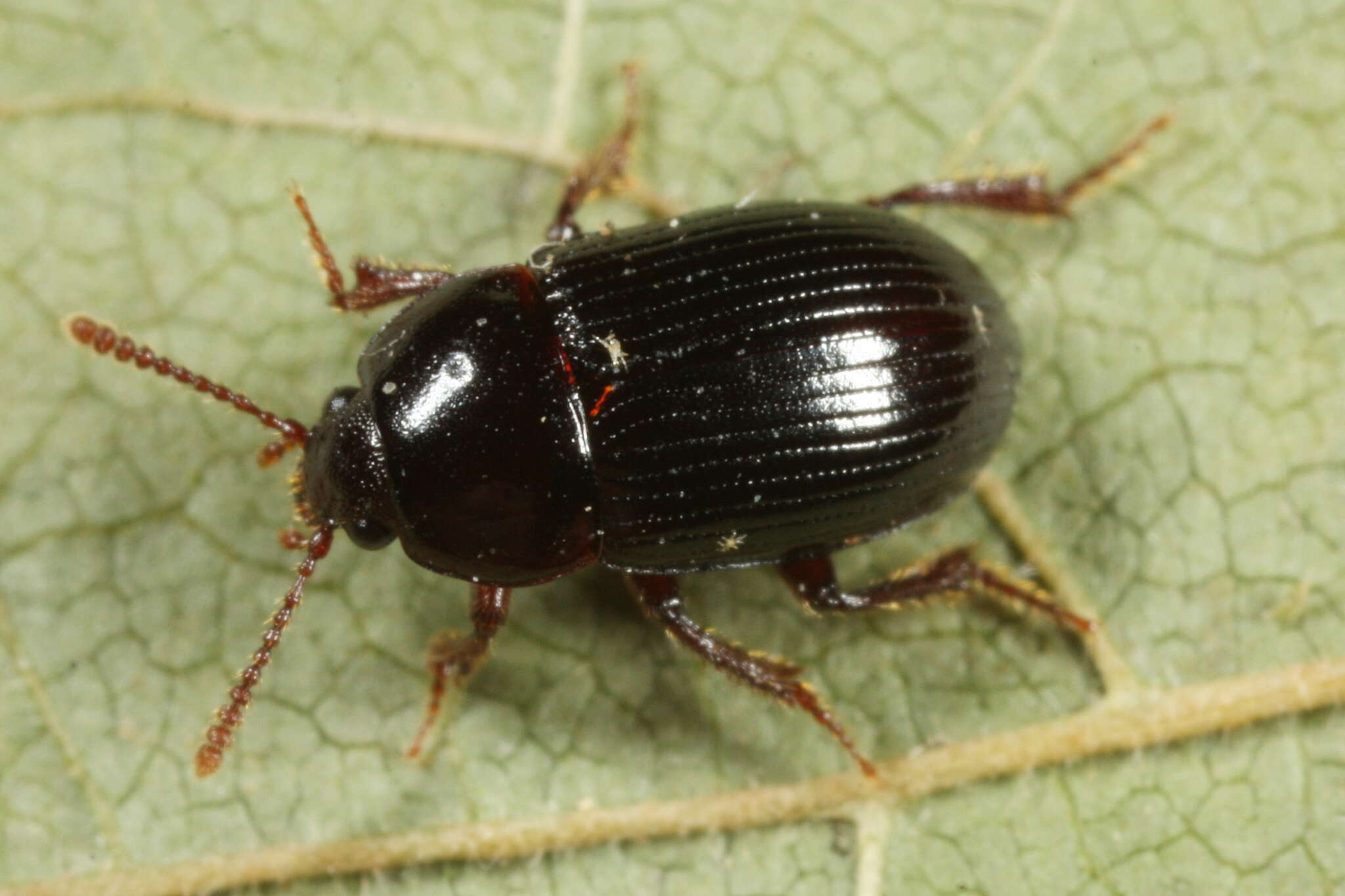 Image of Agyrtes (Agyrtecanus) bicolor Laporte de Castelnau 1840