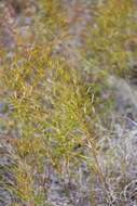 Imagem de Amsonia ciliata var. texana (A. Gray) J. M. Coult.