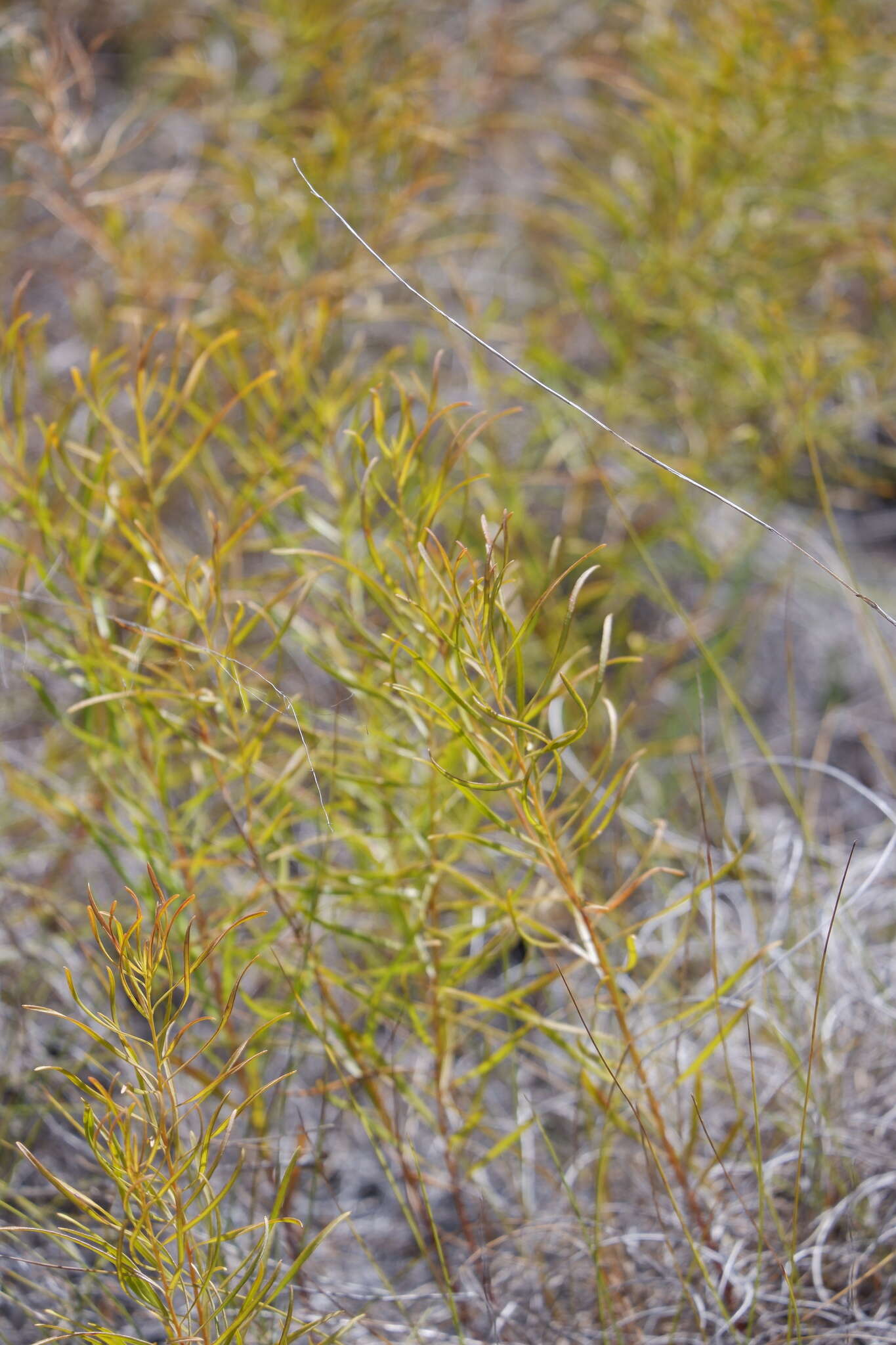 Plancia ëd Amsonia ciliata var. texana (A. Gray) J. M. Coult.