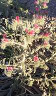 Image of Cretan viper's bugloss