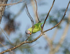 Image of Blossom-headed Parakeet