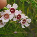 Image of Diphucrania viridipurpurea (Carter 1924)