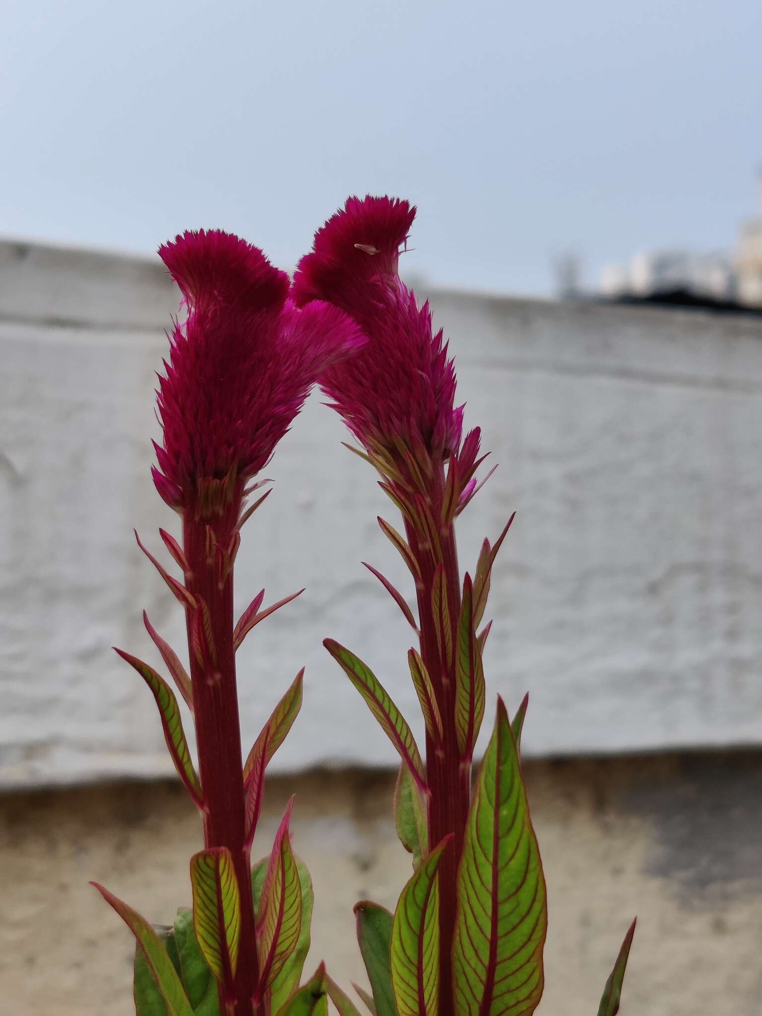 Imagem de <i>Celosia argentea</i> var. <i>plumosa</i>