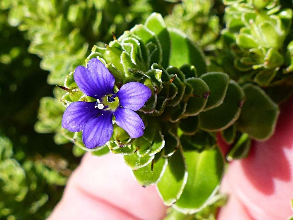 Image of Veronica benthamii Hook. fil.