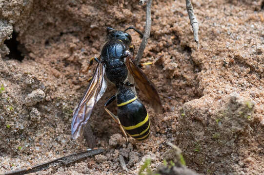 Sivun Symmorphus murarius (Linnaeus 1758) kuva