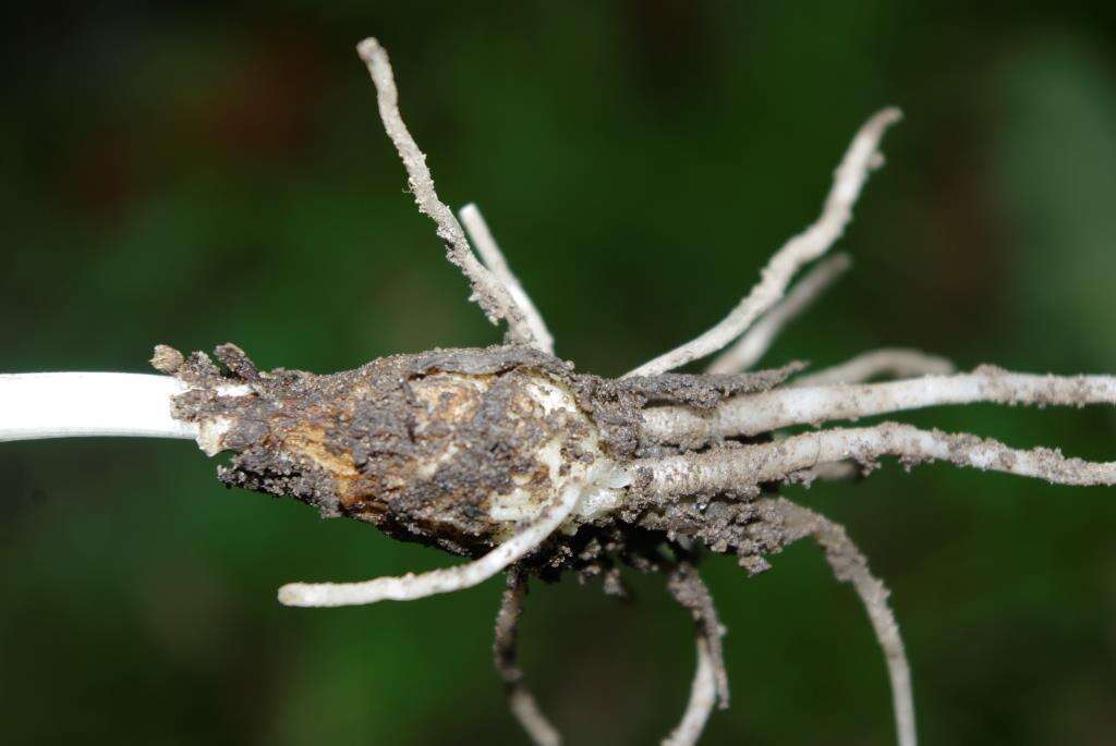 Image of Hyacinthoides aristidis (Coss.) Rothm.