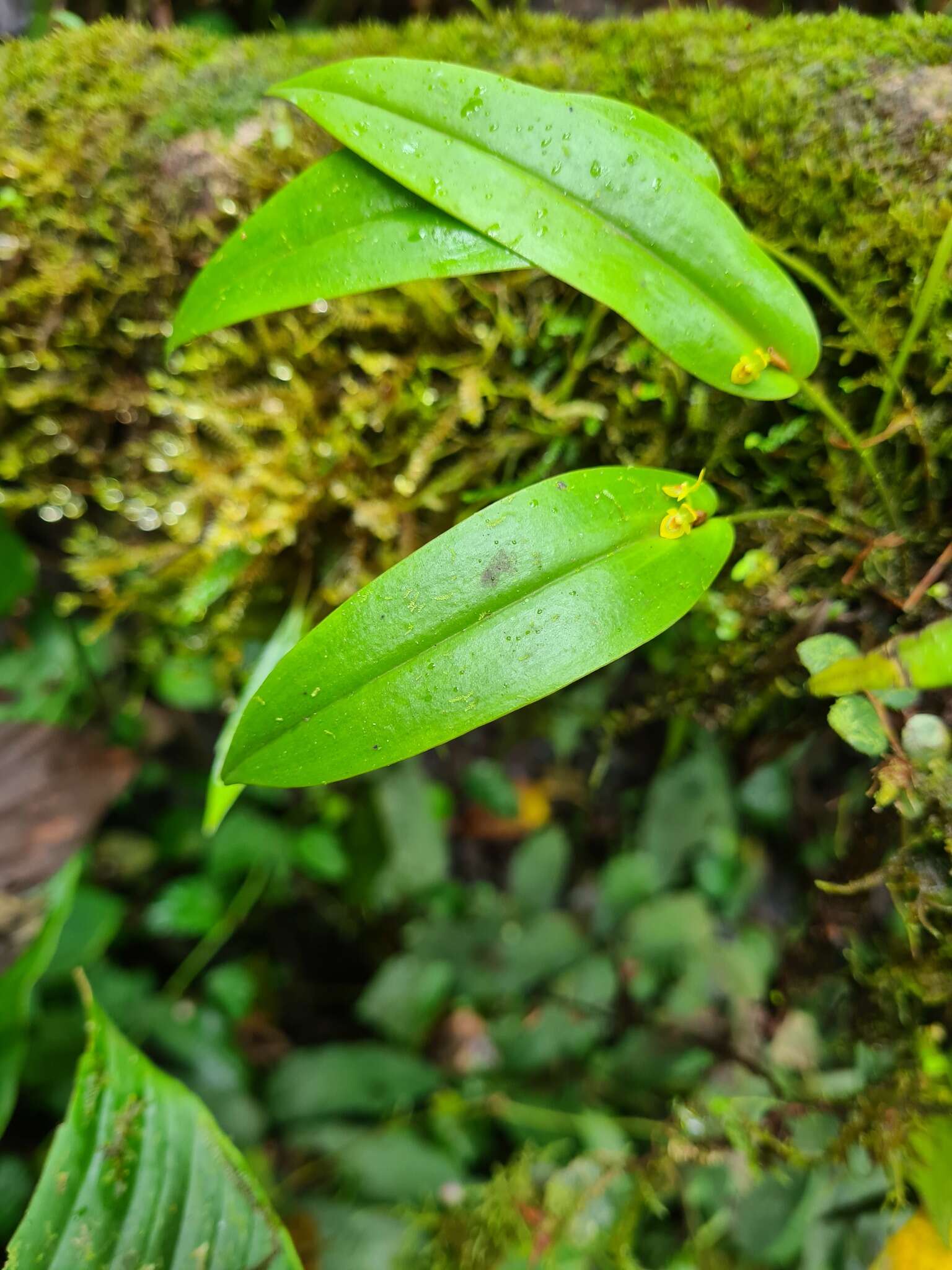 Image of Pleurothallis dibolia Luer