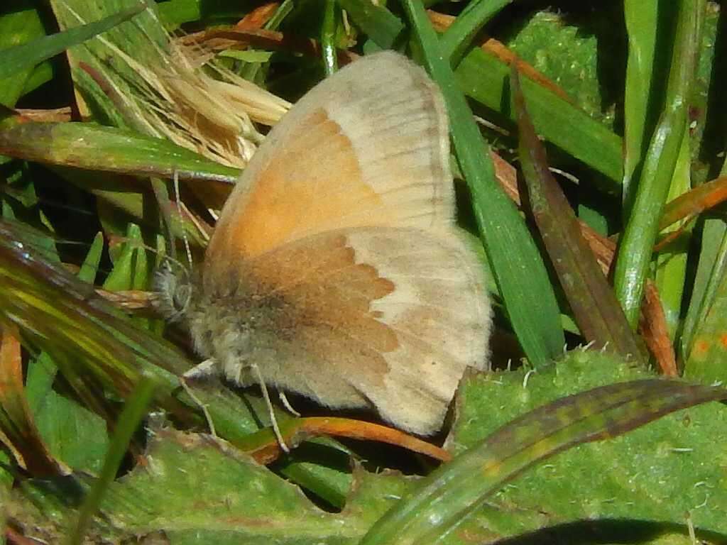 Coenonympha california Westwood (1851) resmi