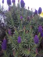 Imagem de Echium candicans L. fil.