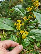 Solidago glomerata Michx. resmi