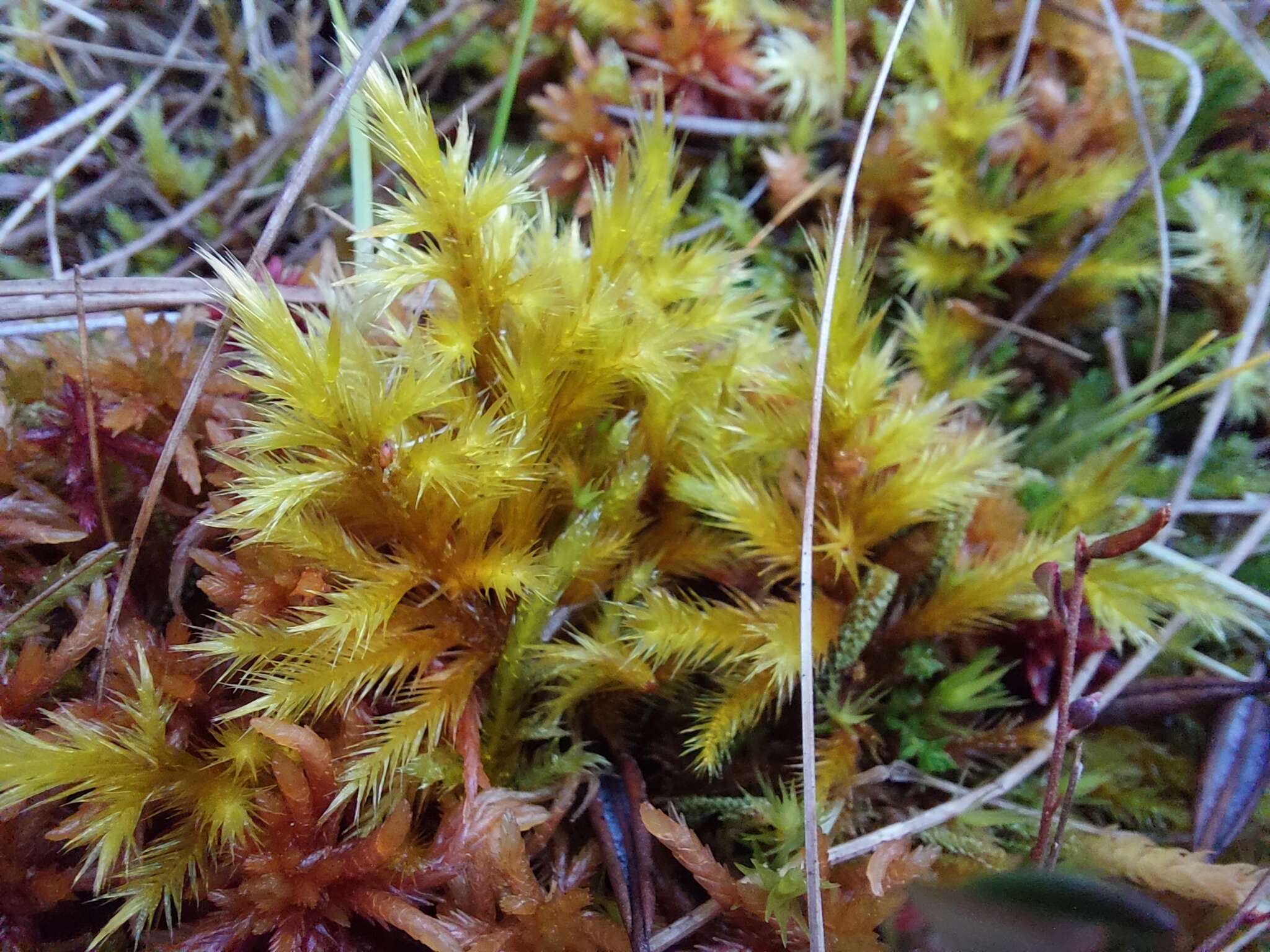 Image of tomentypnum moss