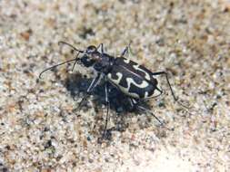 Image of Cicindela (Cicindela) hirticollis hirticollis Say 1817