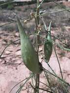 Image de Asclepias rusbyi (Vail) R. E. Woodson