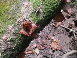 Image of Auricularia delicata (Mont. ex Fr.) Henn. 1893