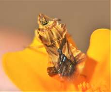 Image of Phymata fasciata mexicana Melin 1930