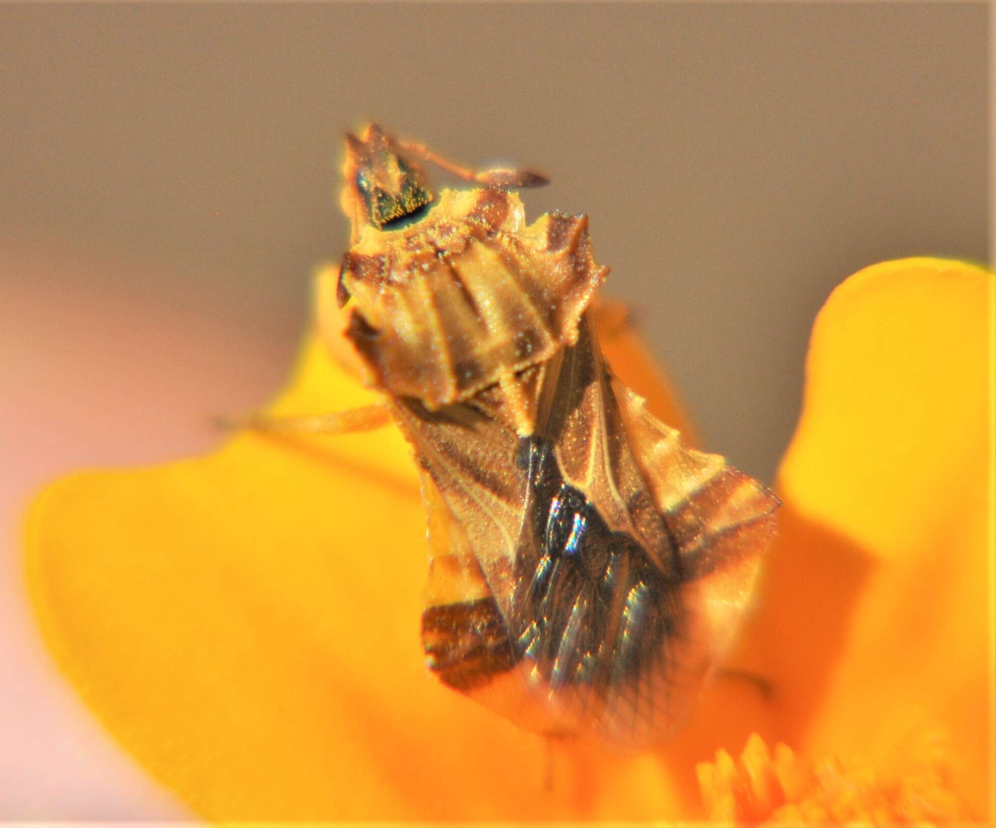 Image de Phymata fasciata mexicana Melin 1930