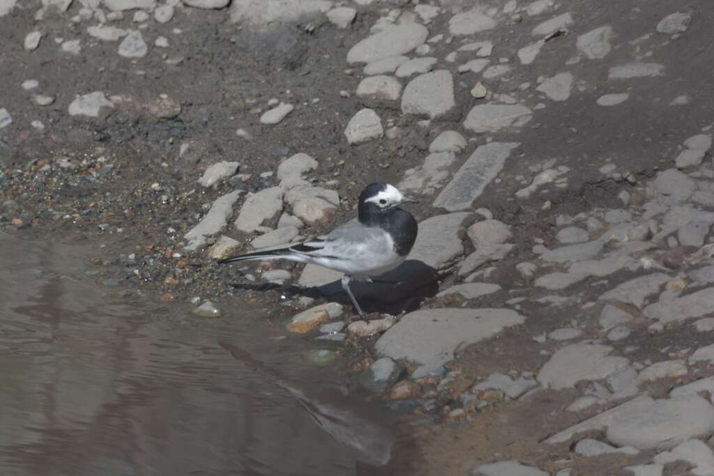 Image of Masked Wagtail