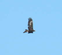 Image of Wedge-tailed Eagle