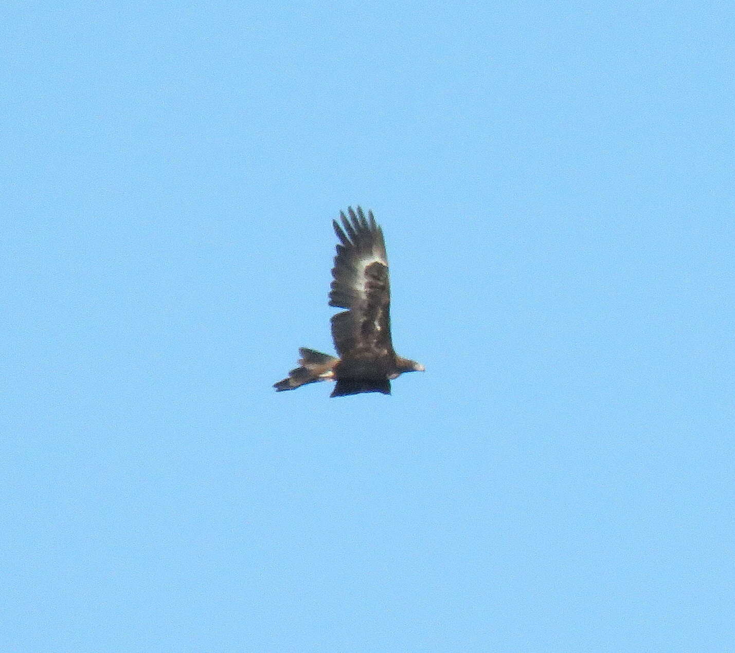 Image of Wedge-tailed Eagle