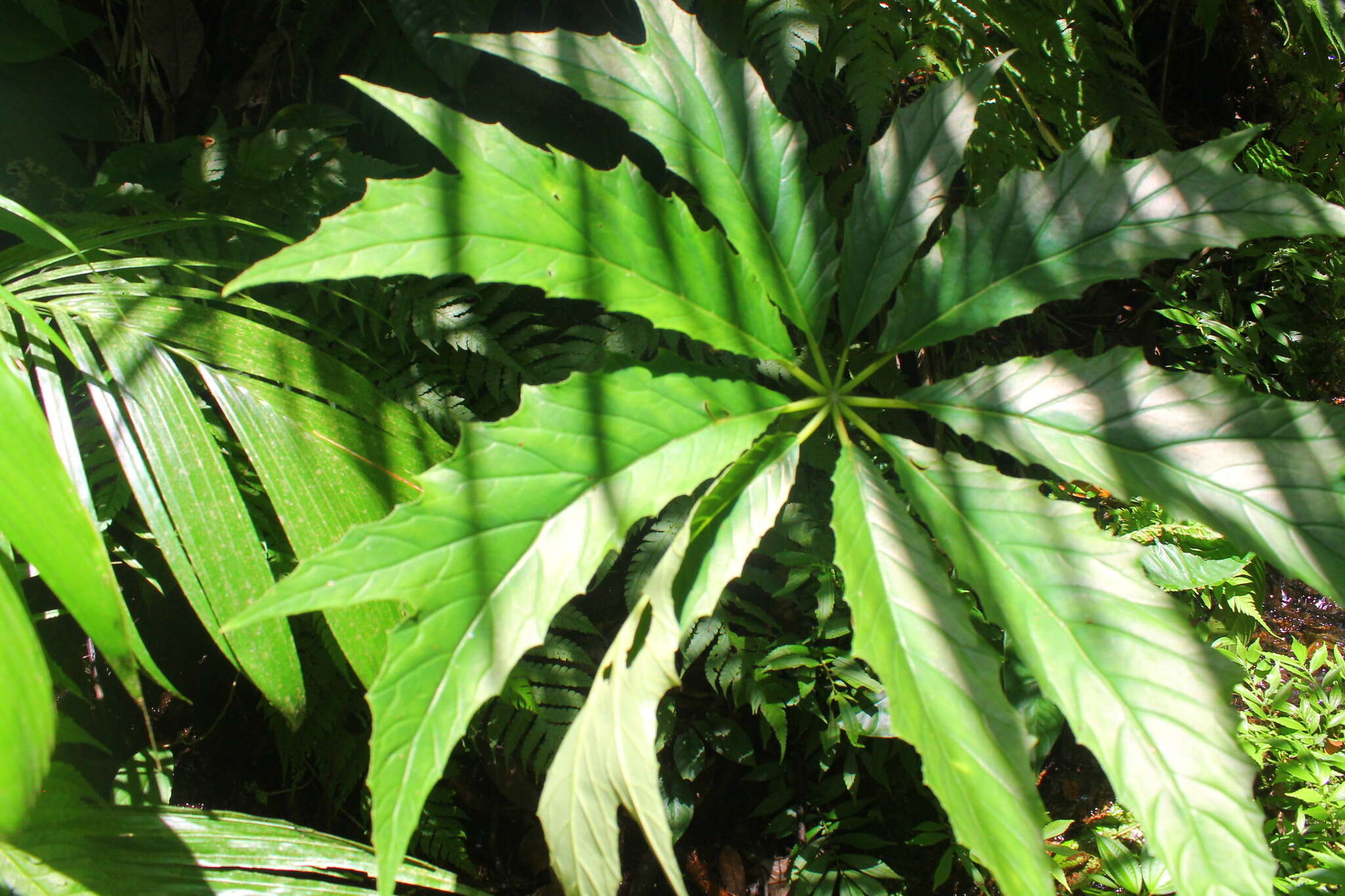 Image of Begonia thiemei C. DC.