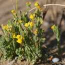 Linaria bipunctata subsp. glutinosa (Hoffmgg. & Link) D. A. Sutton的圖片