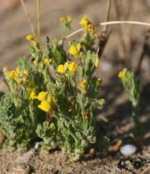 Plancia ëd Linaria bipunctata (L.) Chaz.