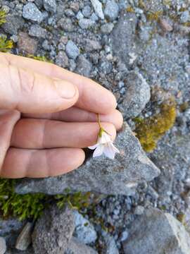 Image of Wahlenbergia pygmaea Colenso