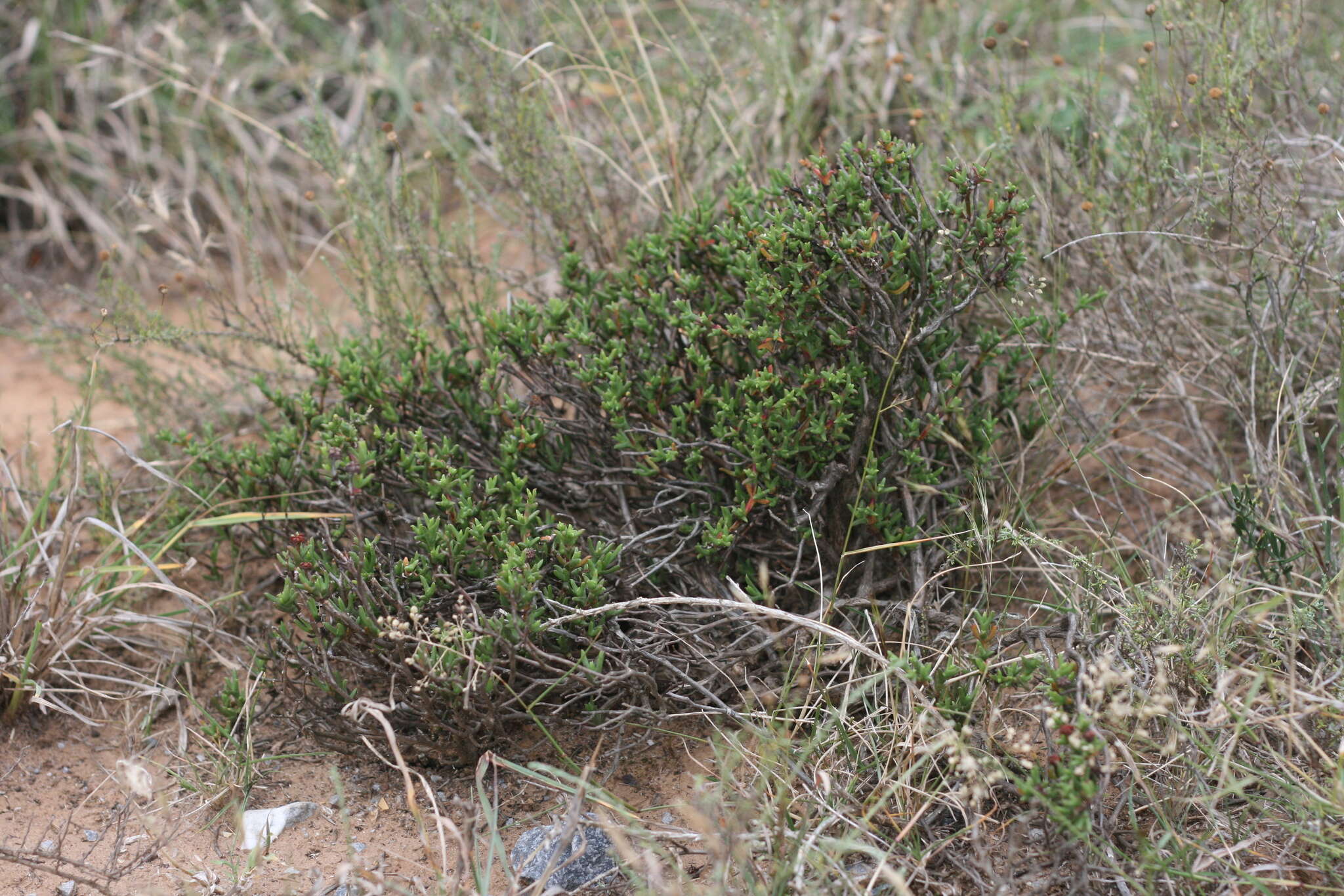 Слика од Ruschia uitenhagensis (L. Bol.) Schwant.