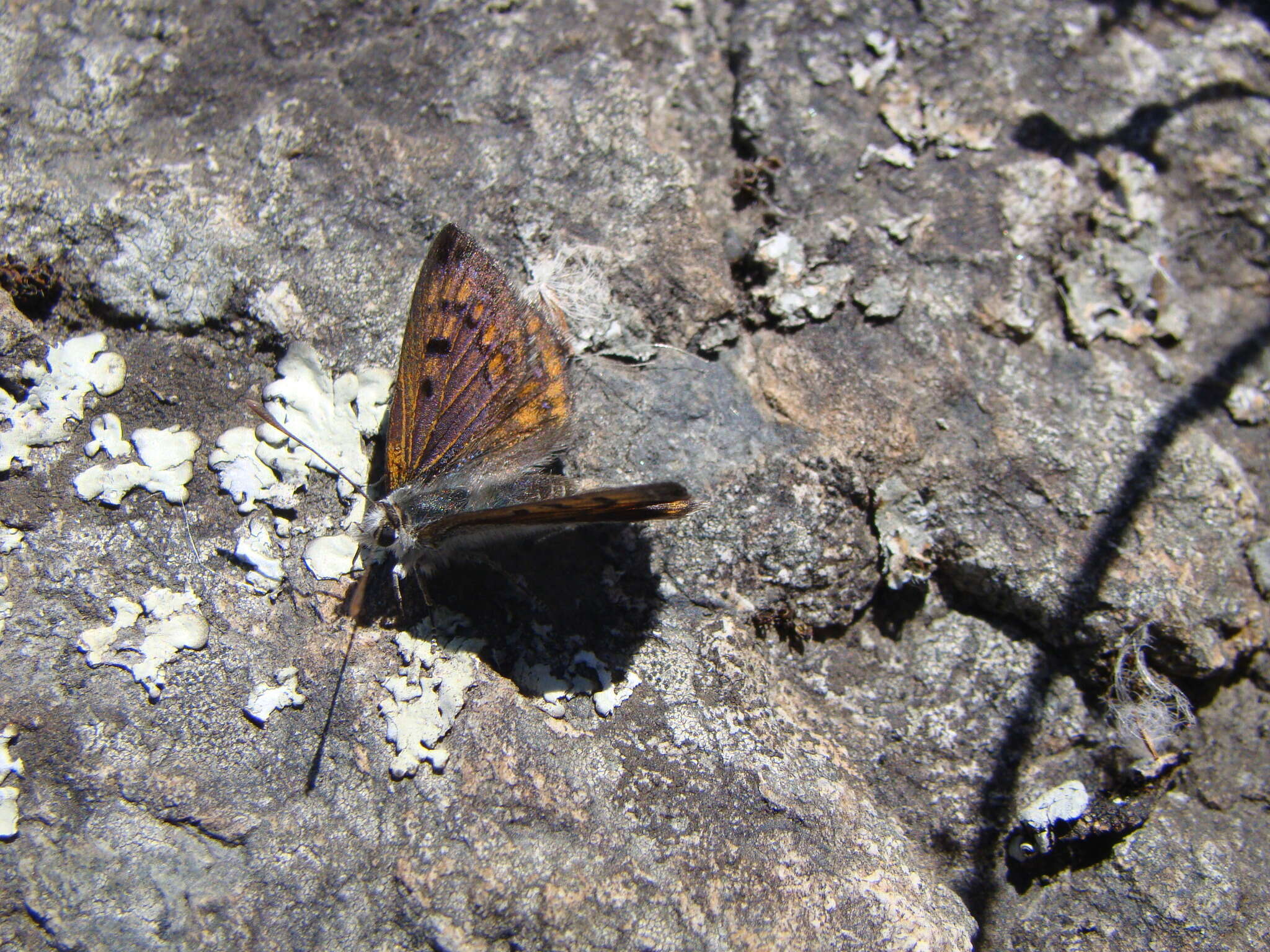 Image de Lycaena boldenarum White 1862