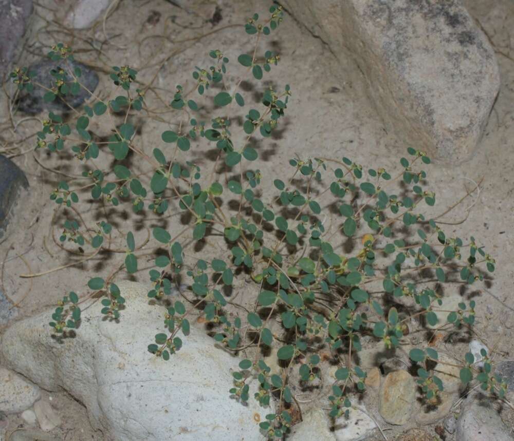 Euphorbia simulans (L. C. Wheeler) Warnock & M. C. Johnst. resmi