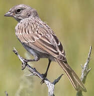 Image of Sagebrush Sparrow