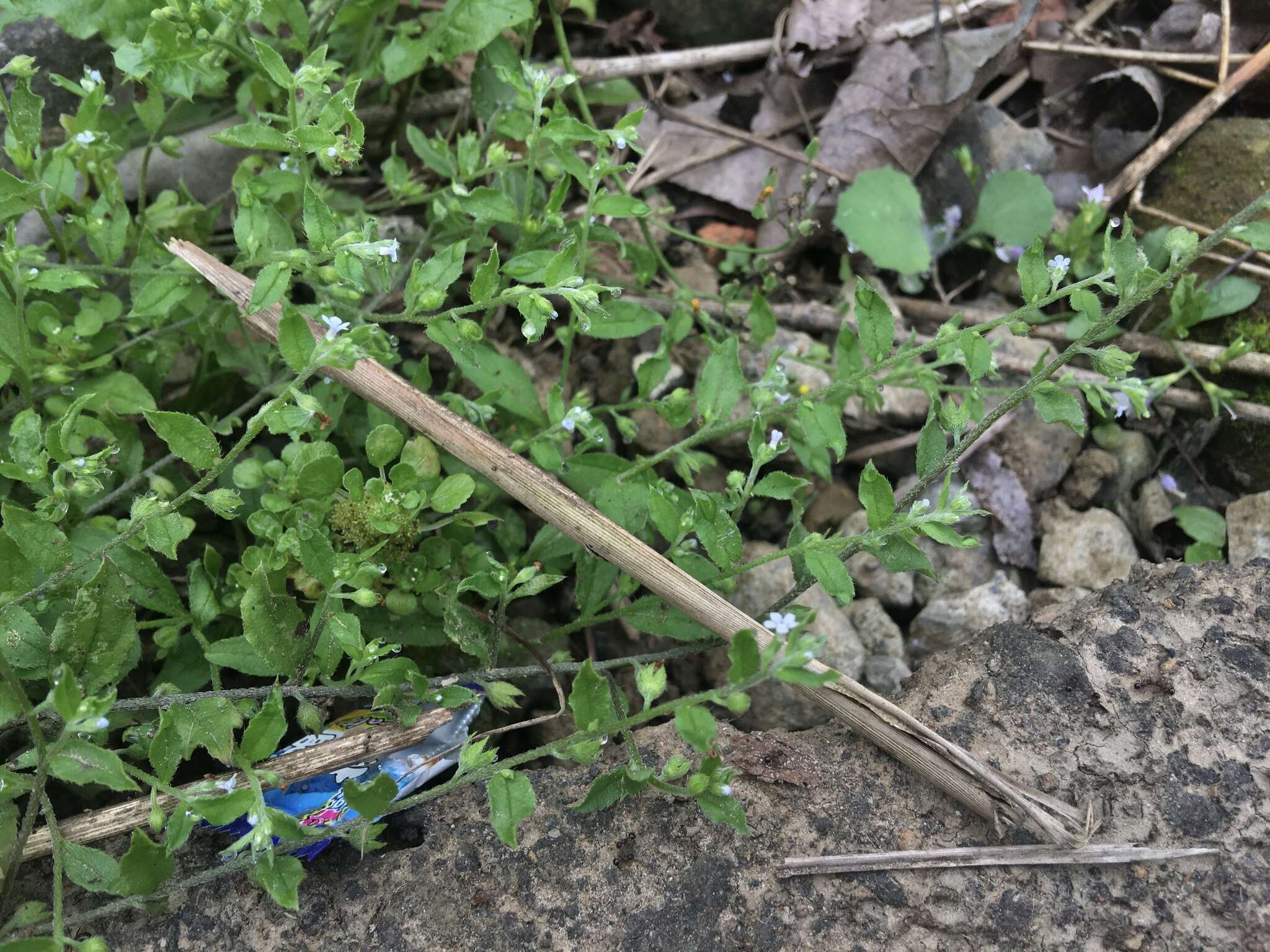 Plancia ëd Bothriospermum zeylanicum (J. Jacquin) Druce