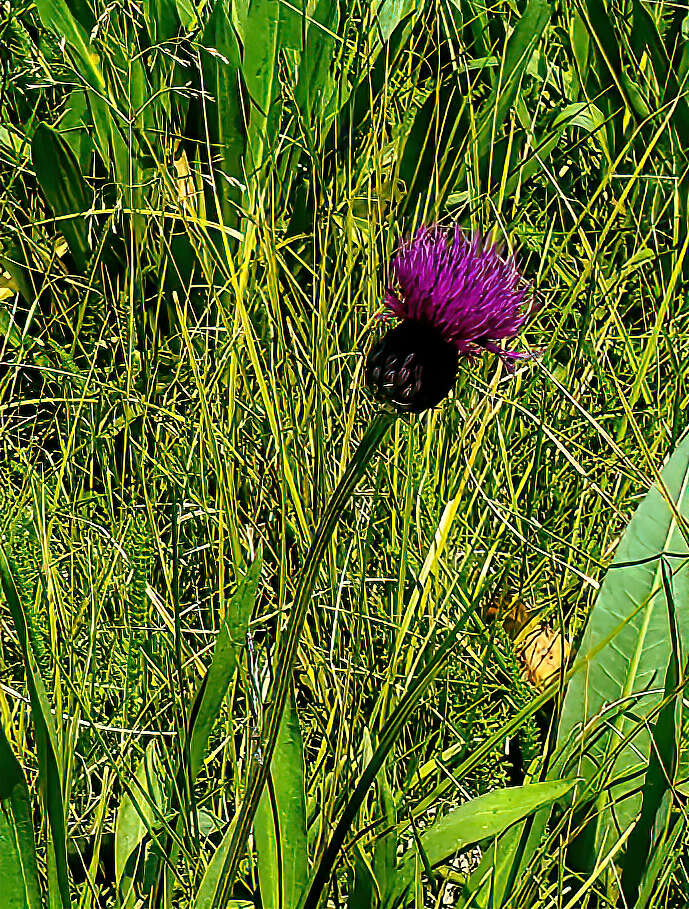 Imagem de Cirsium grahamii A. Gray