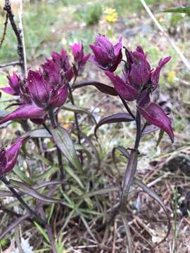 Слика од Castilleja arctica Krylov & Sergievsk.