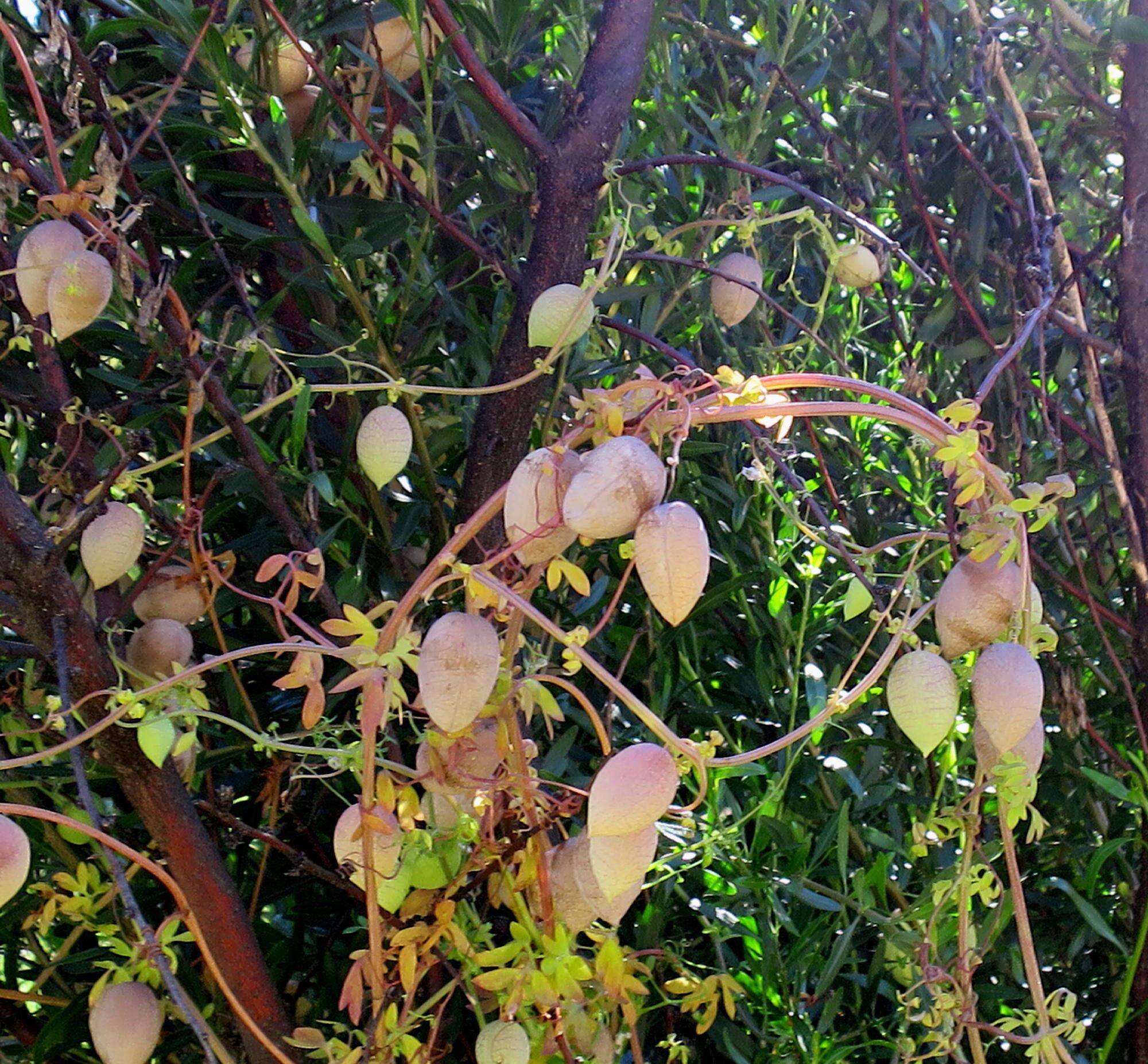 Image of Cysticapnos vesicaria (L.) Fedde