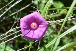 Image of Ipomoea bernoulliana Peter