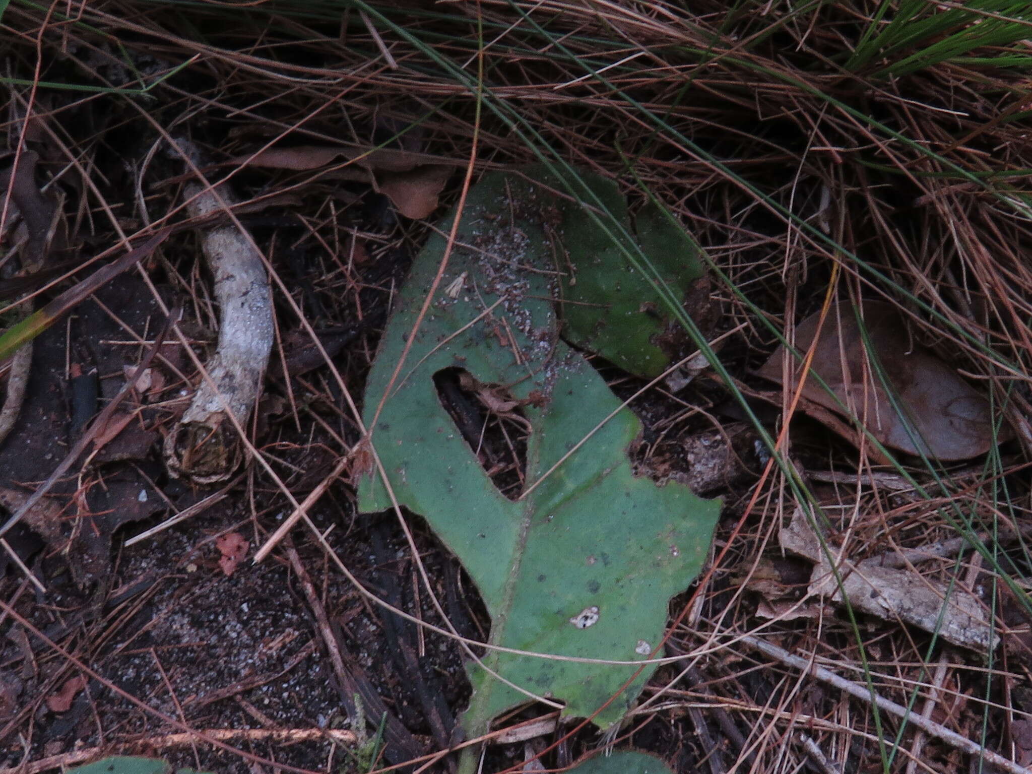 Image of Piloselloides cordata (Thunb.) C. Jeffrey