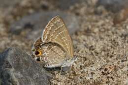 صورة Theclinesthes onycha (Hewitson 1865)