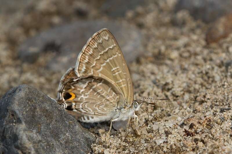 Image of Theclinesthes onycha (Hewitson 1865)