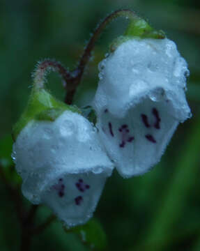 Image of Jovellana repens (Hook. fil.) Kränzl.