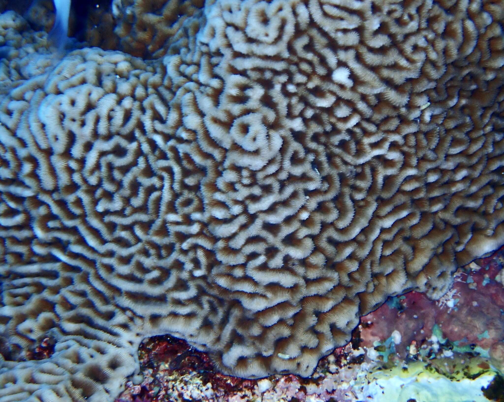 Image of Wrinkle Coral