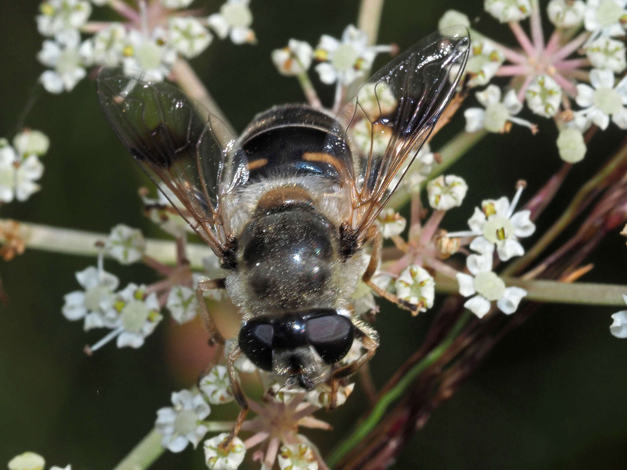 صورة Eristalis alpina (Panzer 1798)