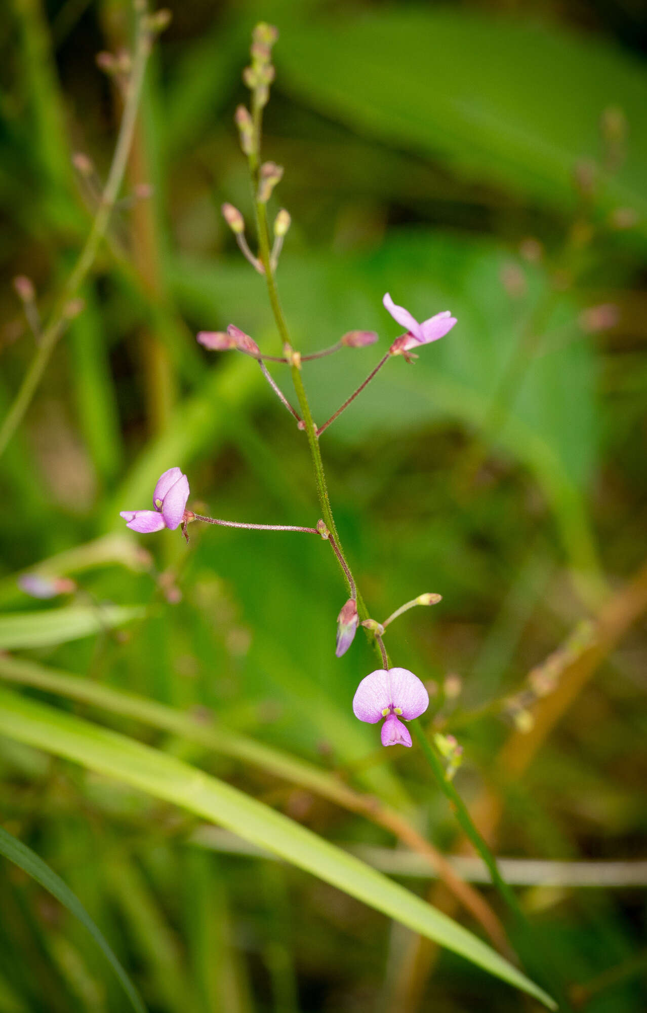 Imagem de Desmodium ciliare (Willd.) DC.