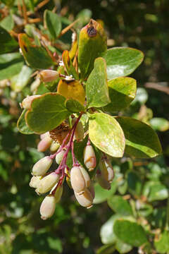 Image of Berberis vulgaris subsp. seroi