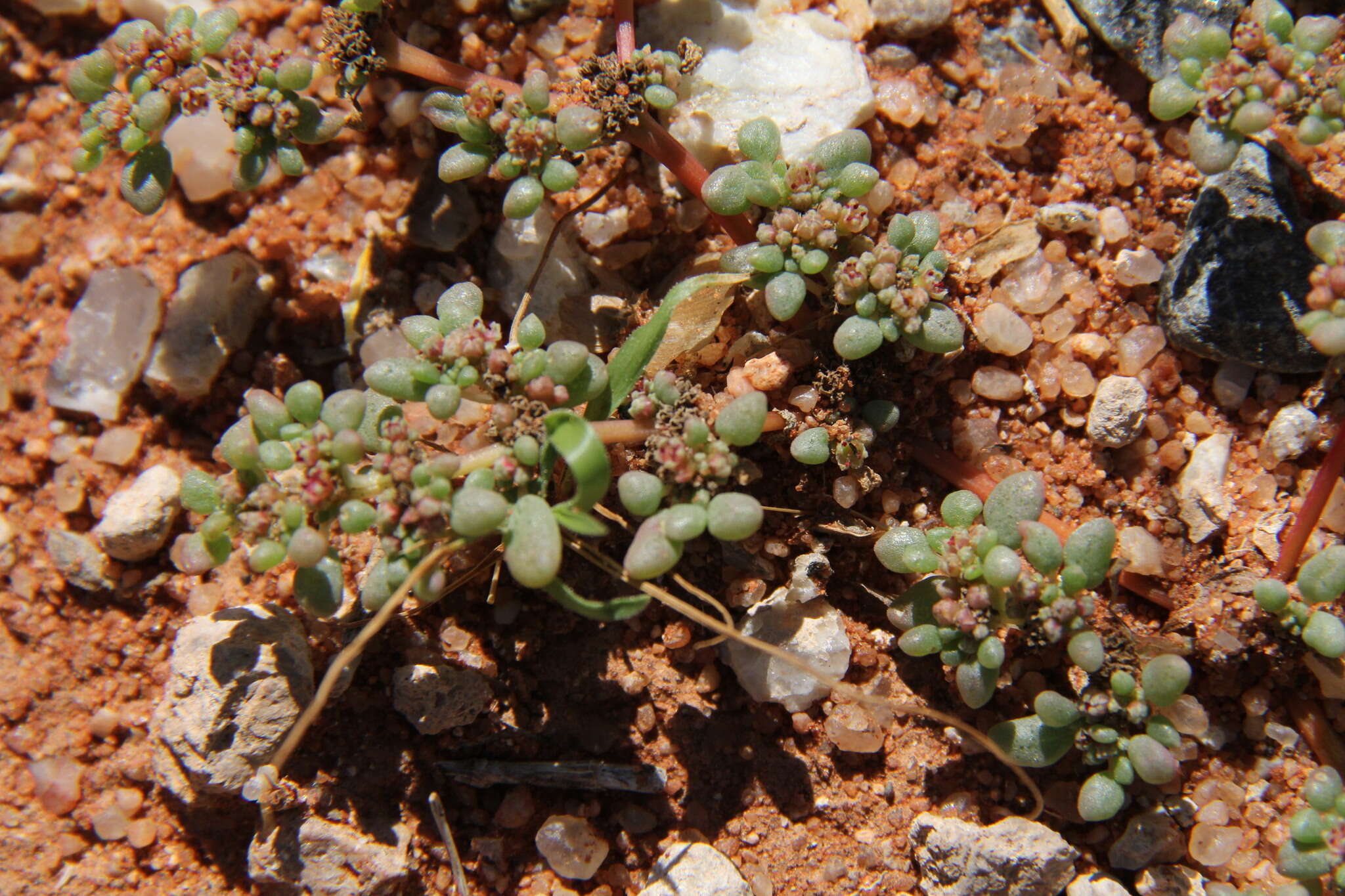 Image of Trianthema parvifolia E. Mey.