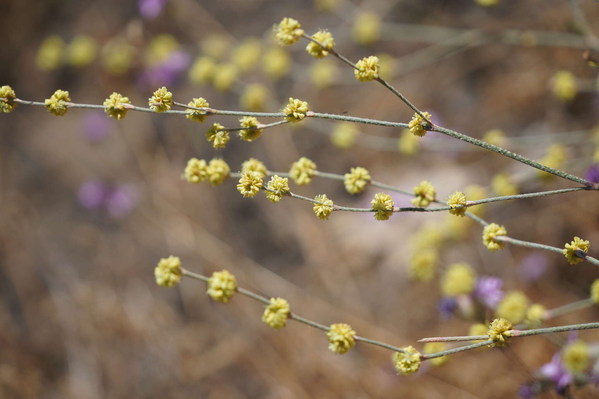 Image of wand buckwheat