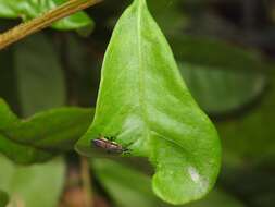 Idiella euidielloides Senior-White 1923 resmi