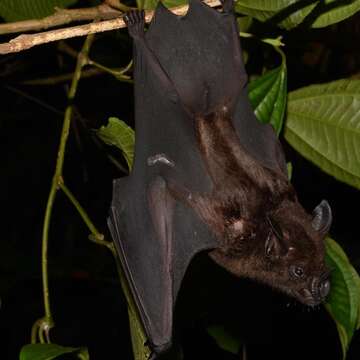 Image of Spear-nosed Bats.