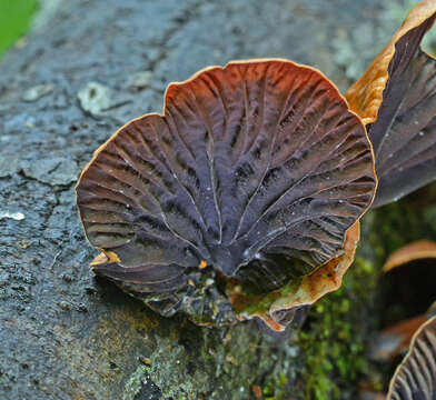 Plancia ëd Anthracophyllum lateritium (Berk. & M. A. Curtis) Singer 1951